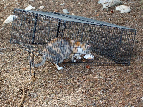 Feral Cat Traps Kansas